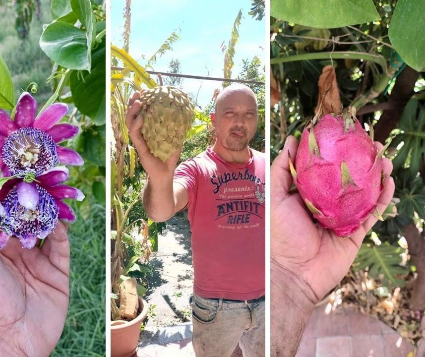 Aps Sybaris tropicale